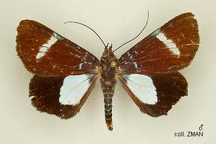 Papua Insects Foundation (Lepidoptera/Noctuidae/Agaristinae
